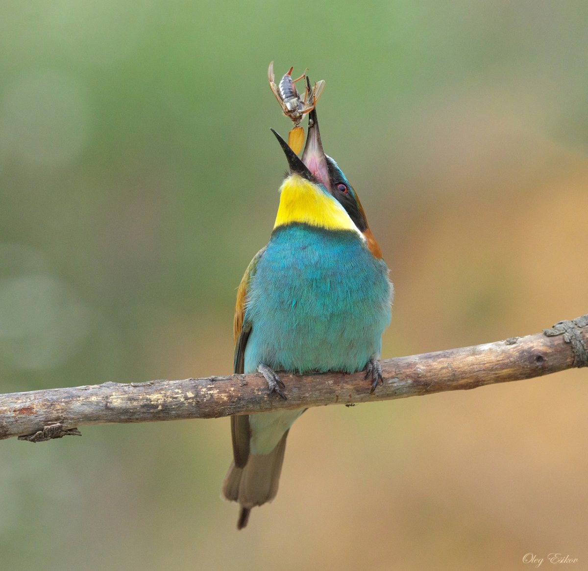 Щурка золотистая яйца