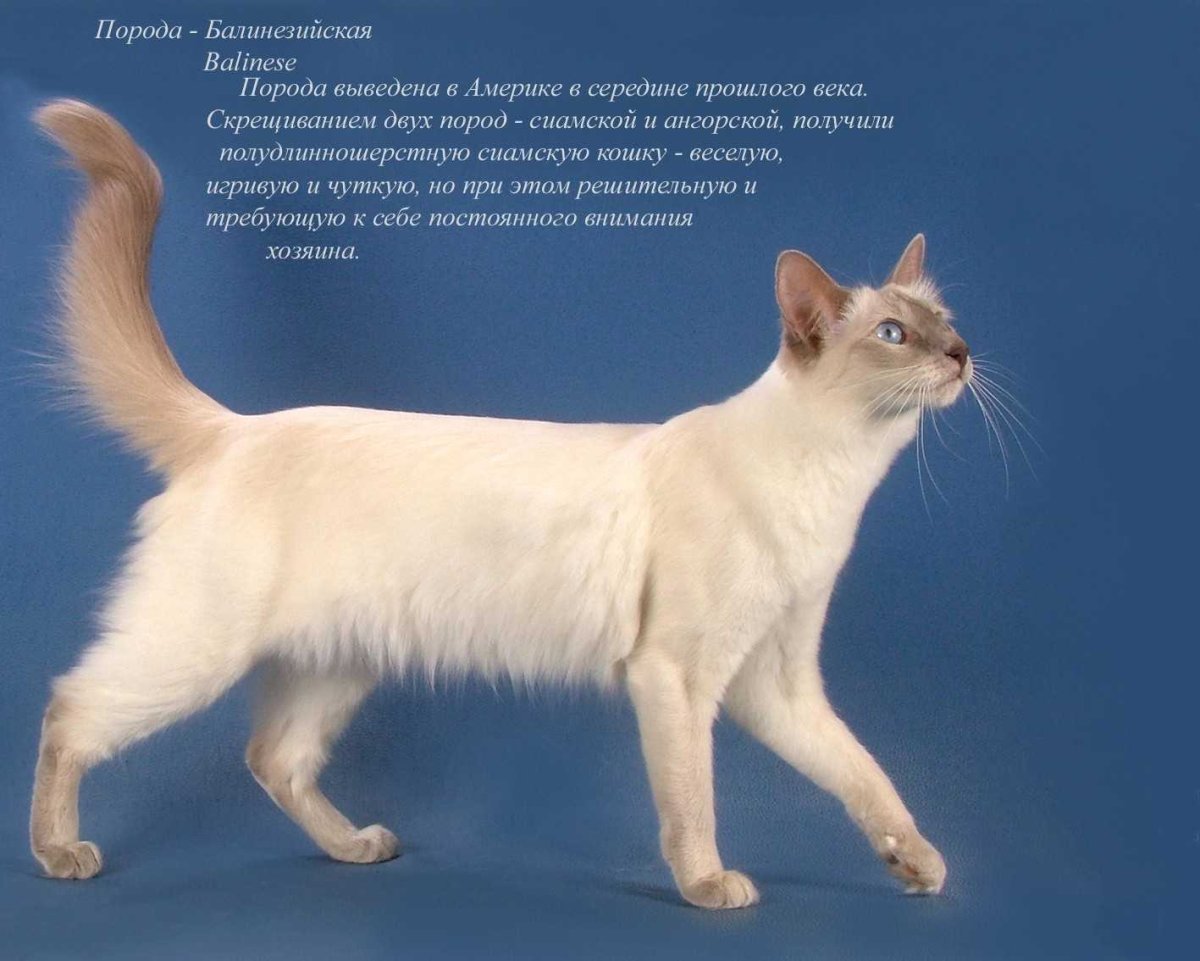 Породы кошек с названиями