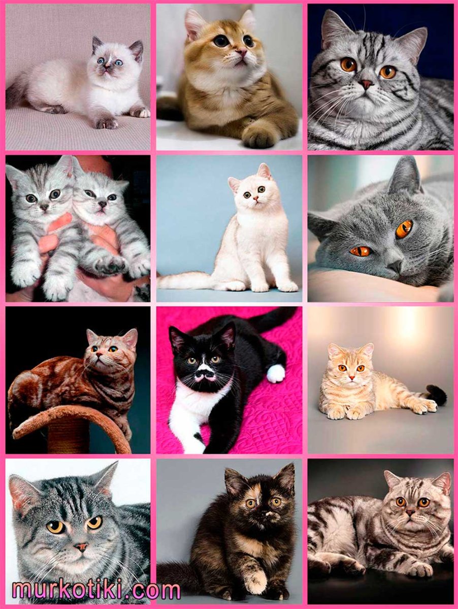 Шотландские вислоухие скоттиш страйт коты