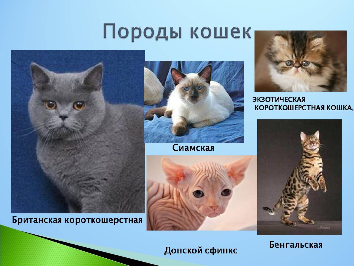 Самые популярные породы кошек