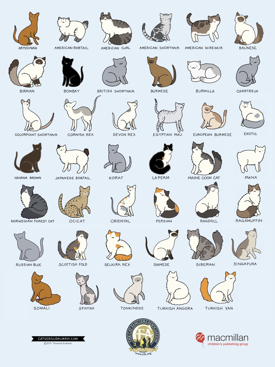 Разные породы кошек