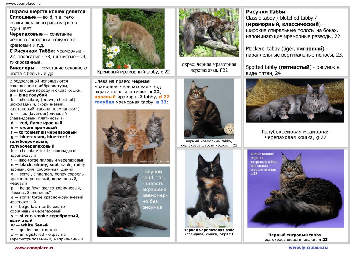 Окрасы кошек Мейн кун таблица