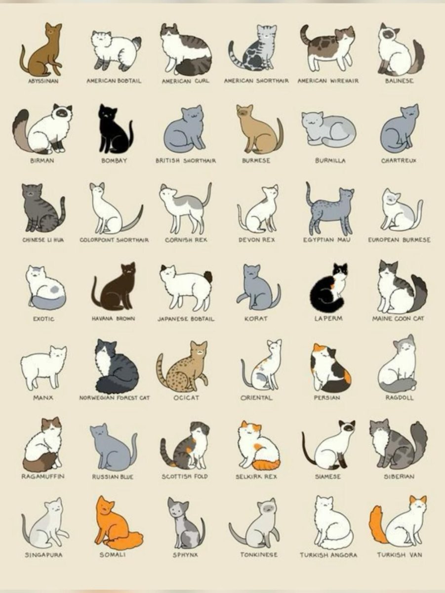 Вегетарианская порода кошек