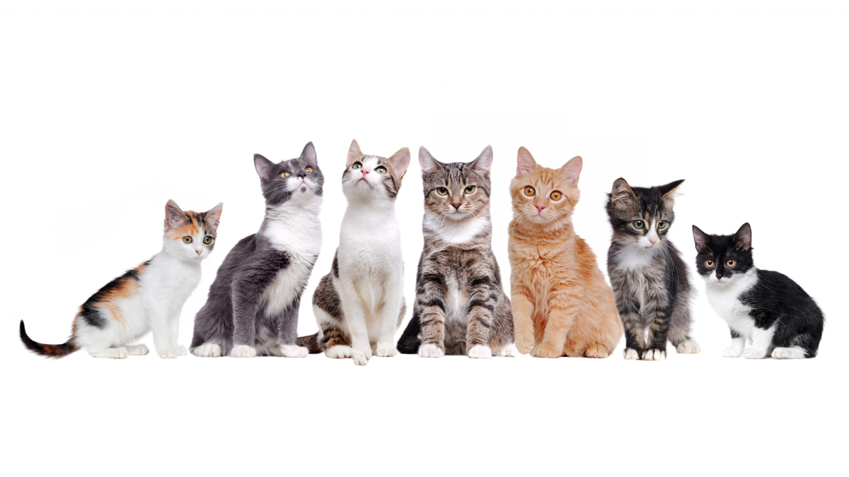 Несколько котов