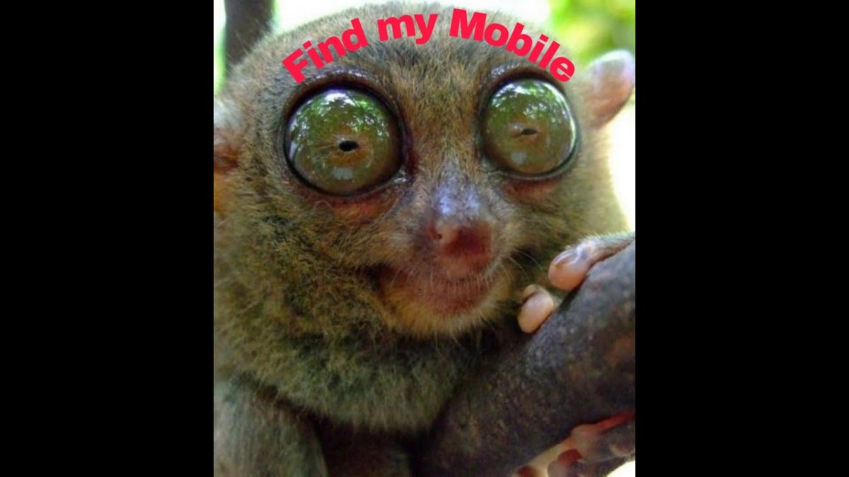 Лемур Лори Бебра