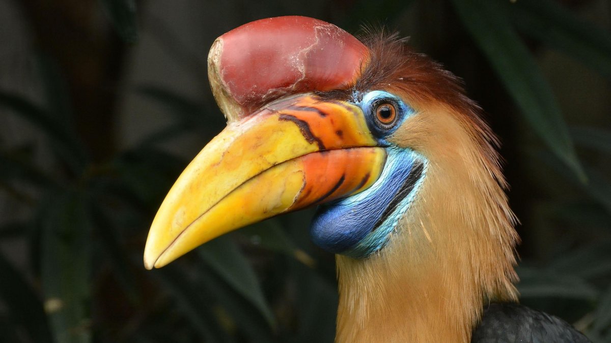 Птица большой клюв