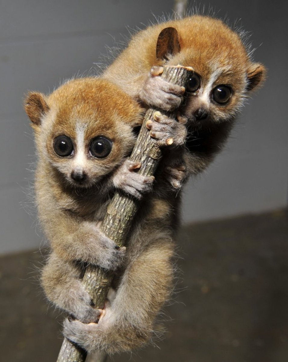 Лемур Лори толстый