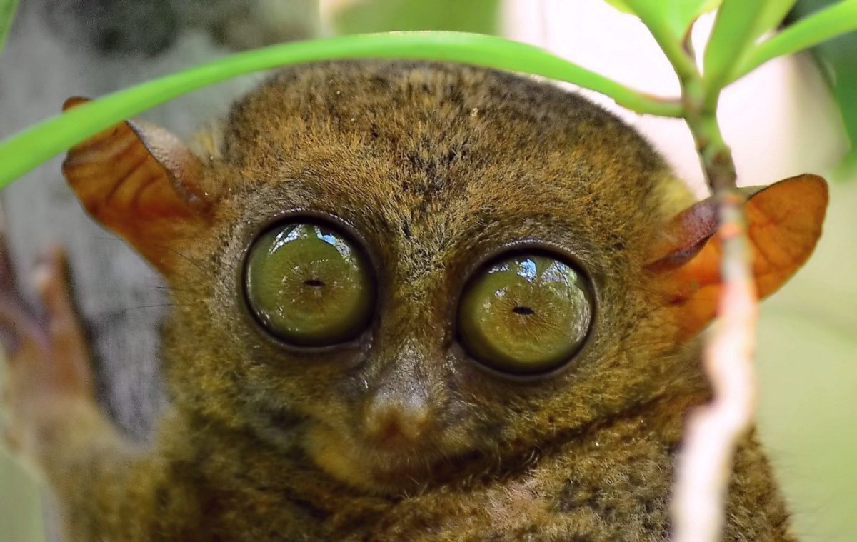 Лори, долгопят, галаго