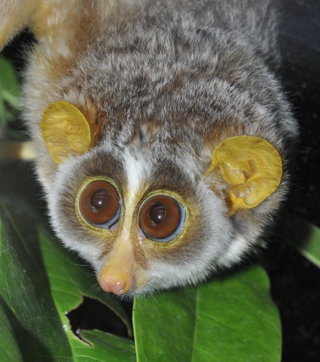 Мадагаскарский долгопят