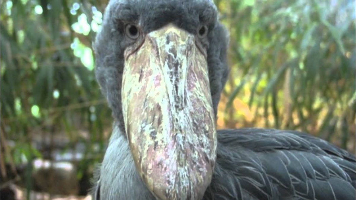 Китоглав птица