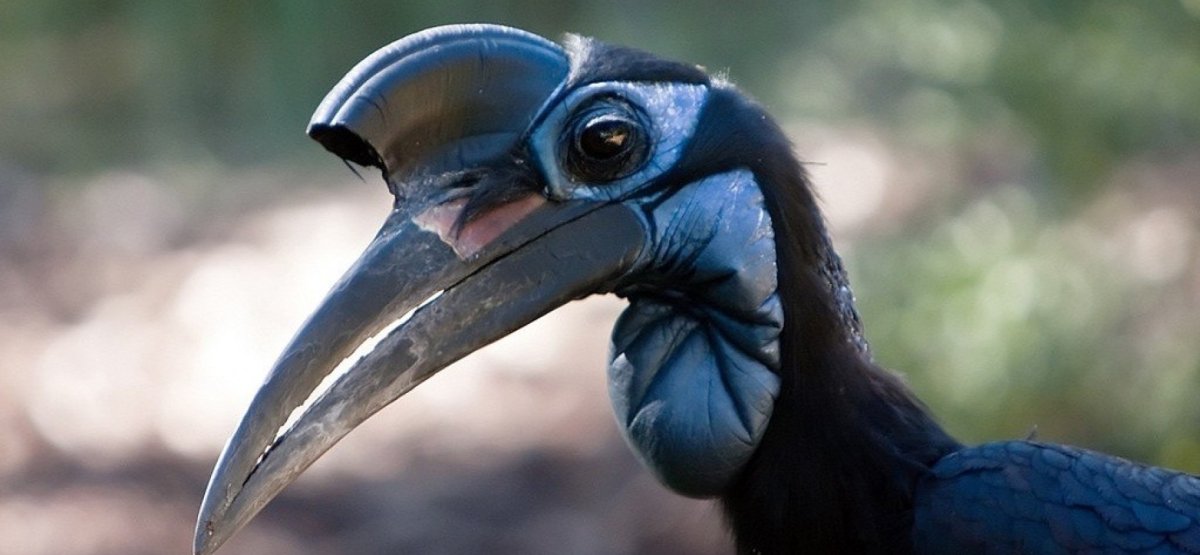 Абиссинский рогатый ворон