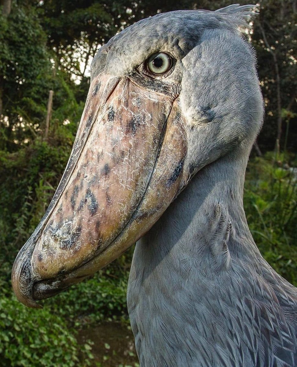 Китоглав Королевская цапля