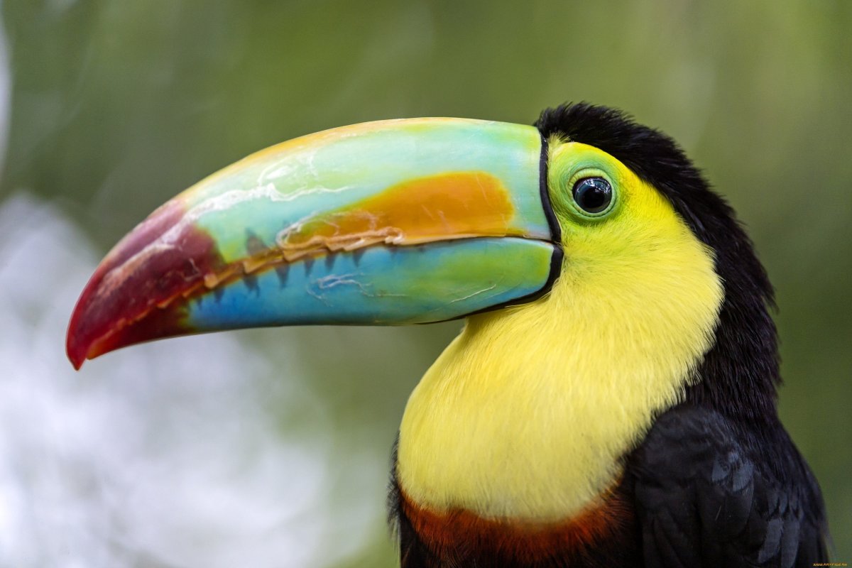 Клюв тукана