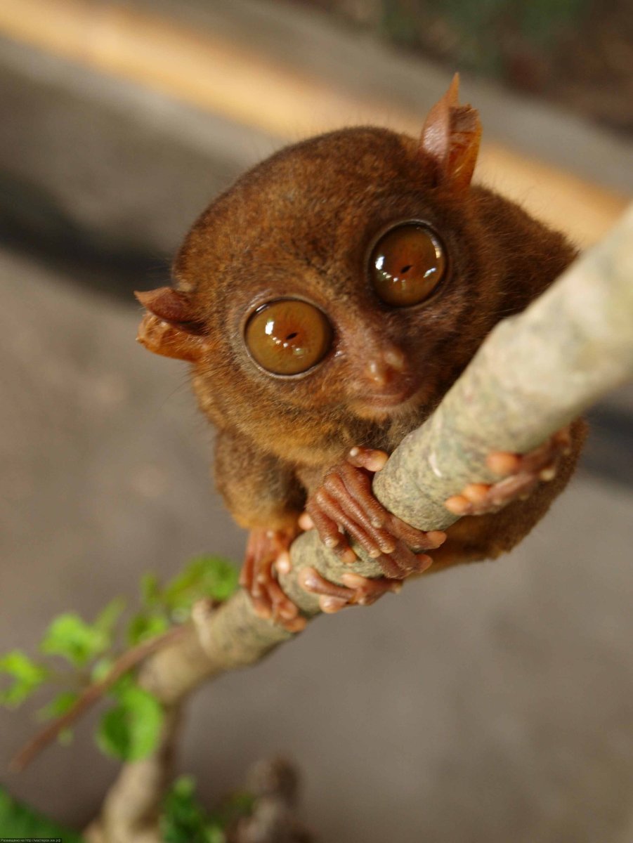 Карликовый долгопят