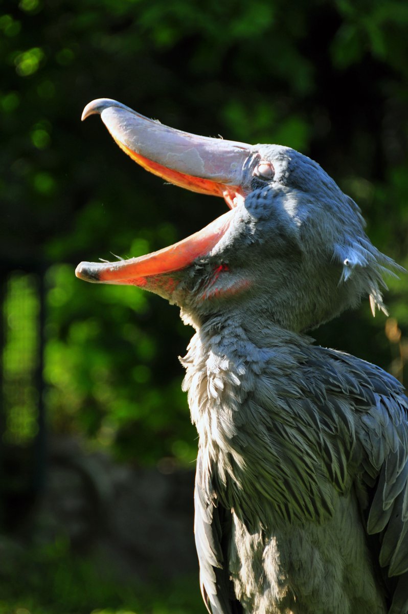 Shoebill Stork птица
