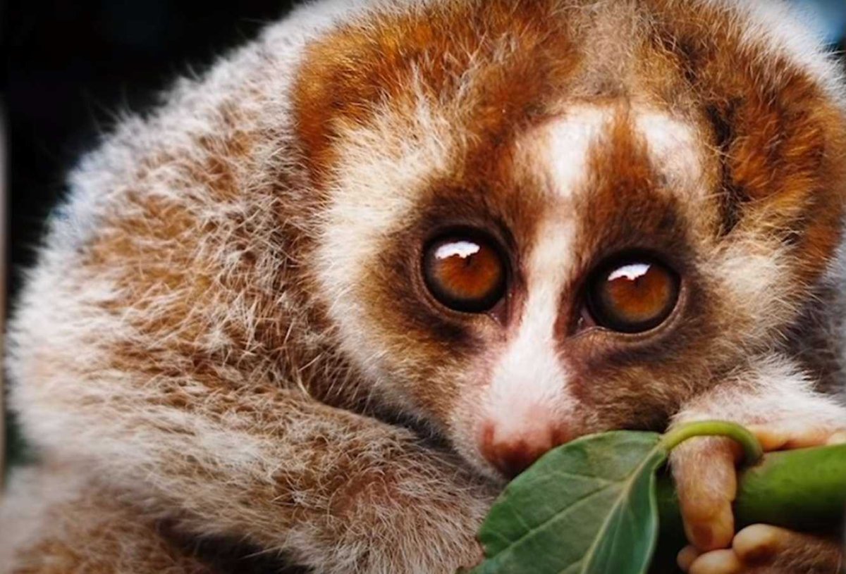 Лемур Лори толстый