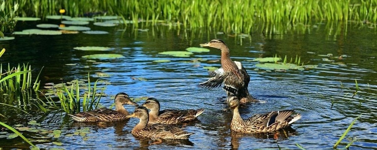 Дикие утки Воронежской области