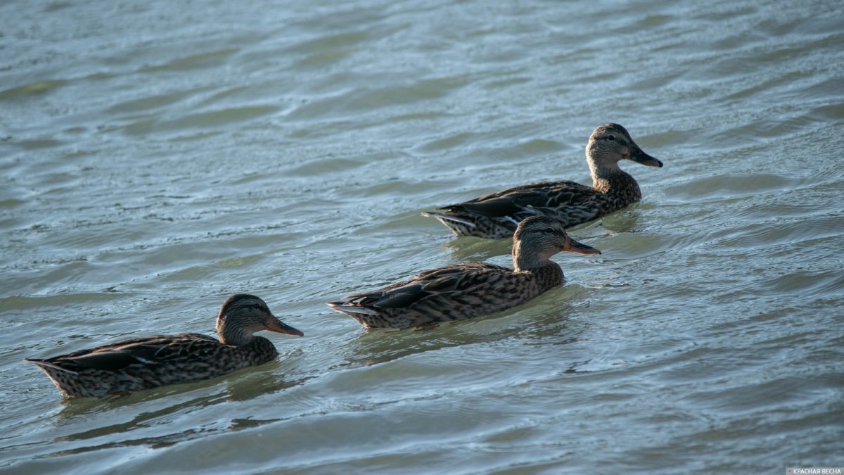 Дикие птицы Краснодарского края