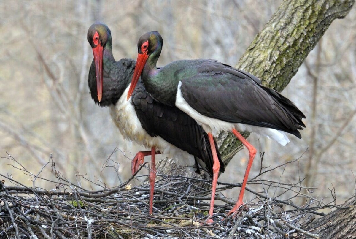 Черный Аист