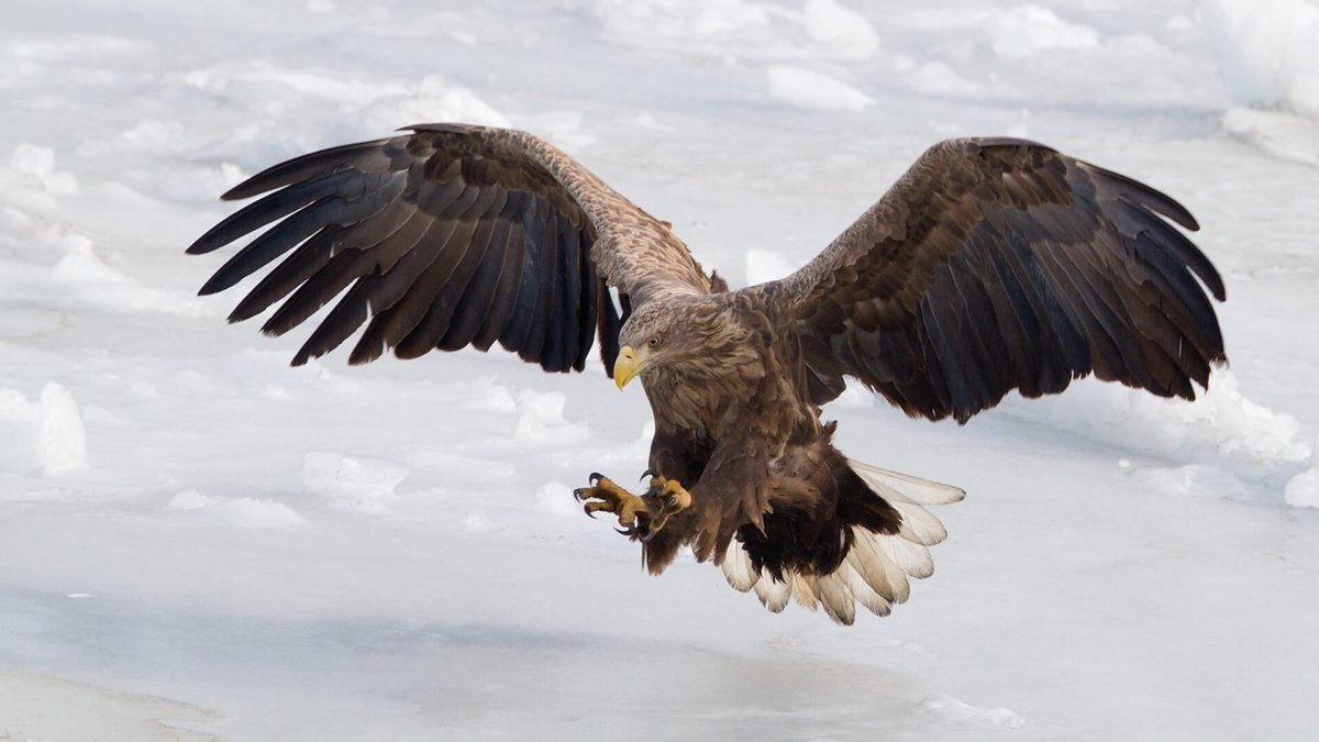 Орлан белохвост и Орел