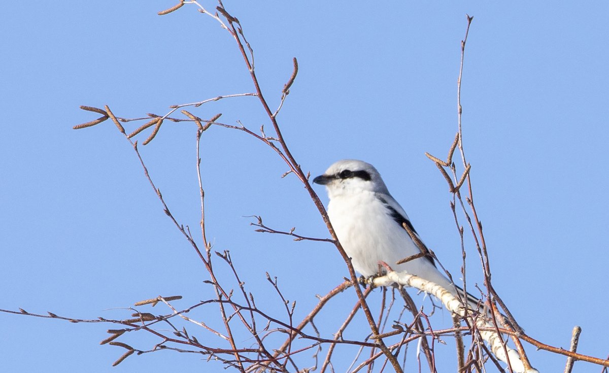 Сорокопут птица
