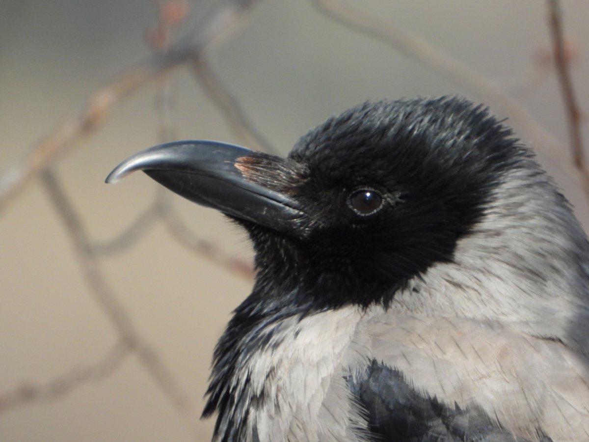 Мордовские птицы