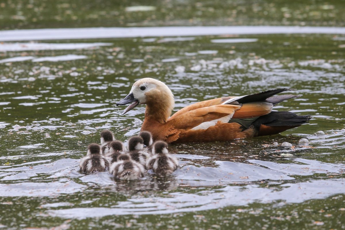 Птицы спасают урожаи