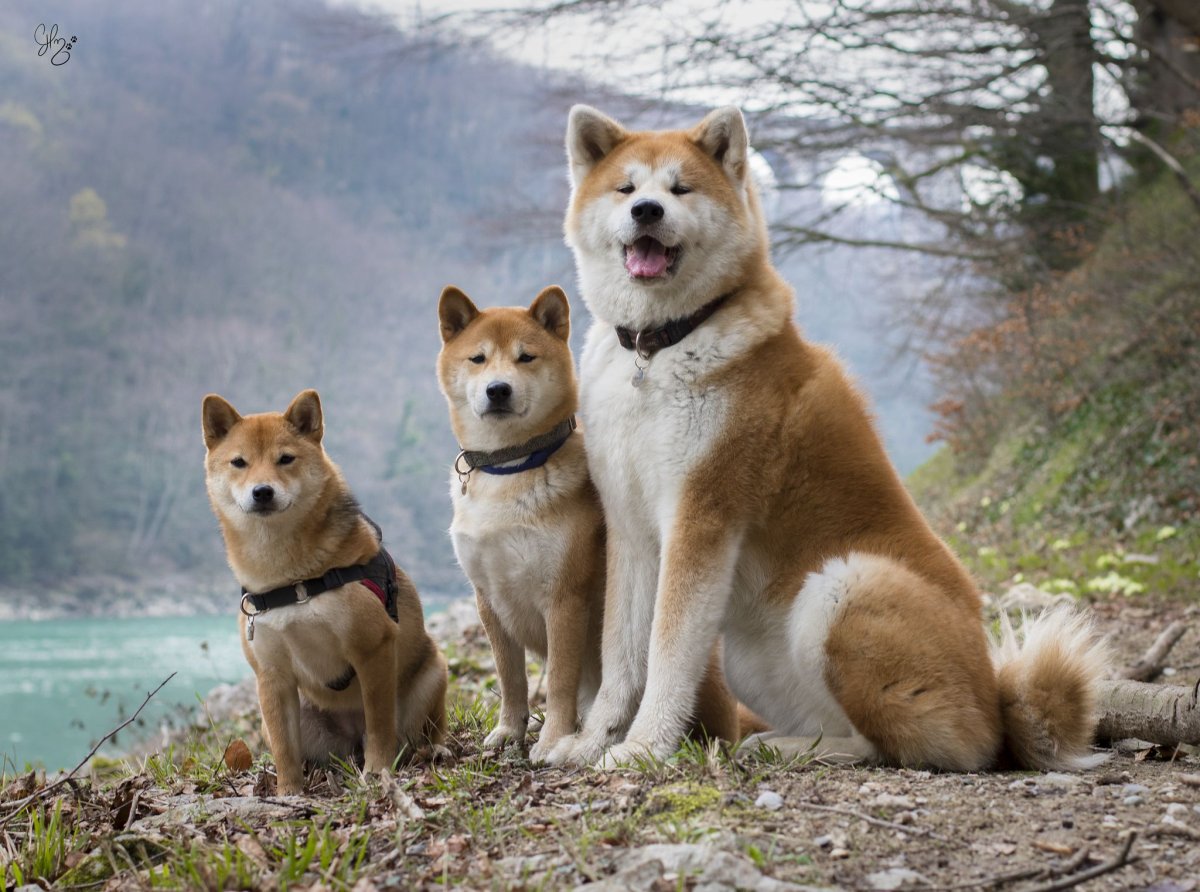 Мини Акита сиба