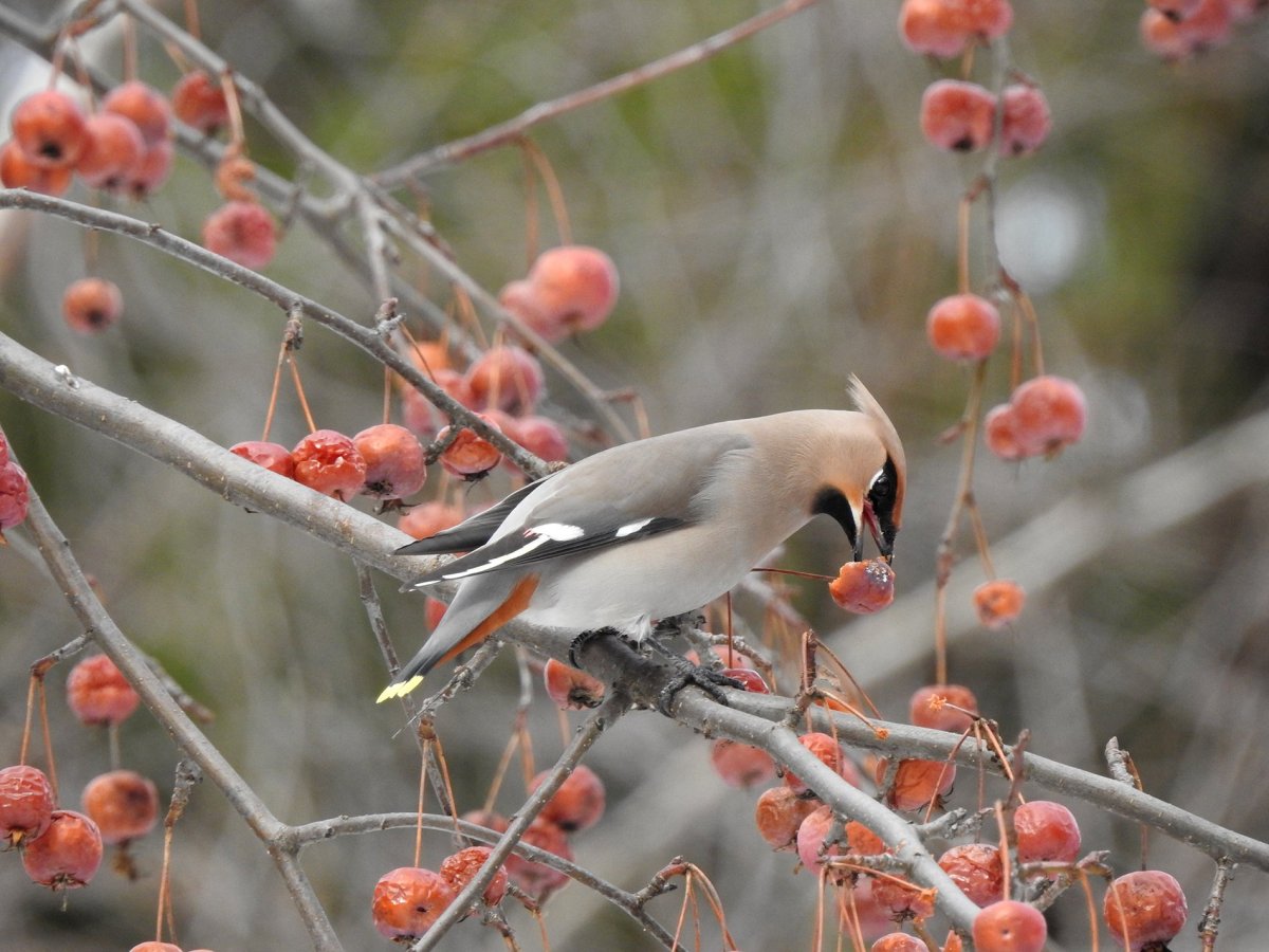 Дикие птицы мордовии