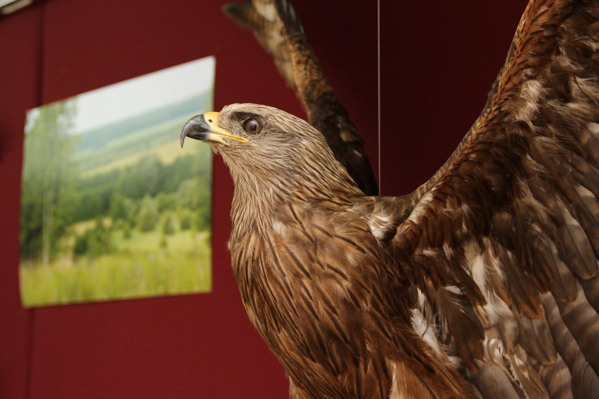 Птицы Мордовии