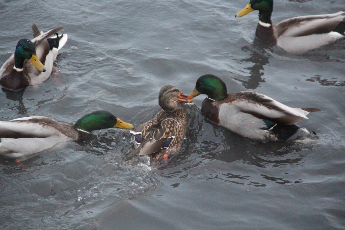 Учет водоплавающих птиц