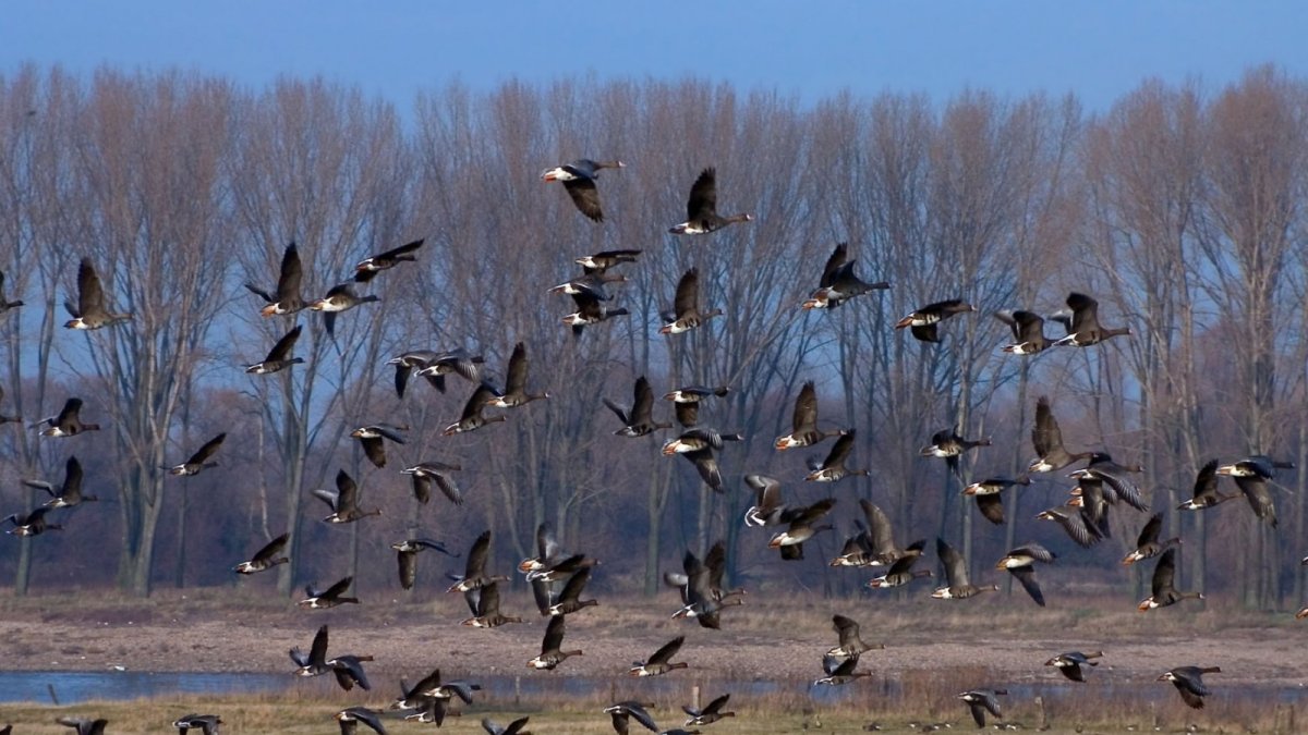 Весна птицы