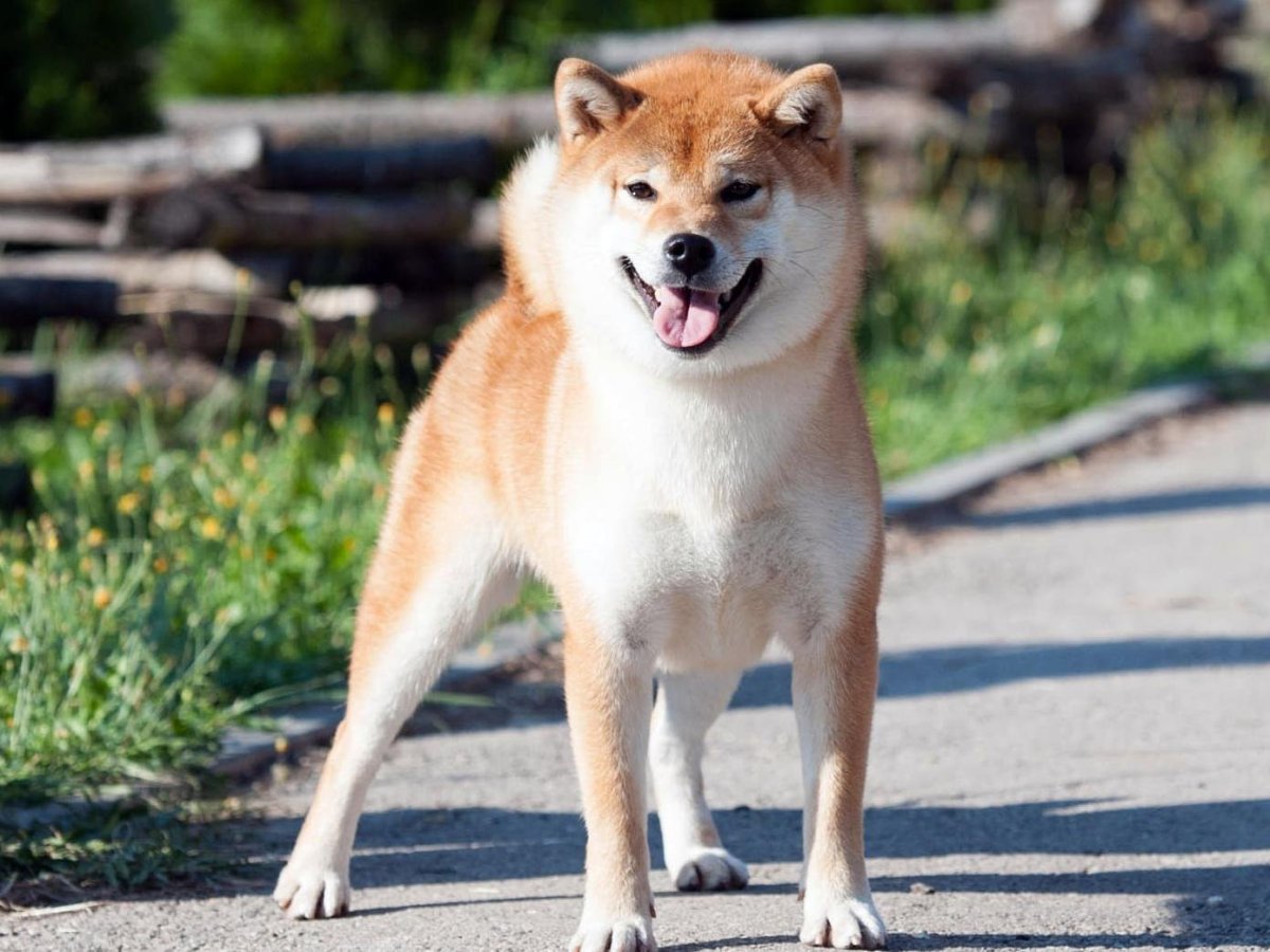 Акита ину и Джек Рассел