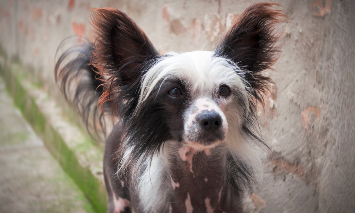 Китайская хохлатая