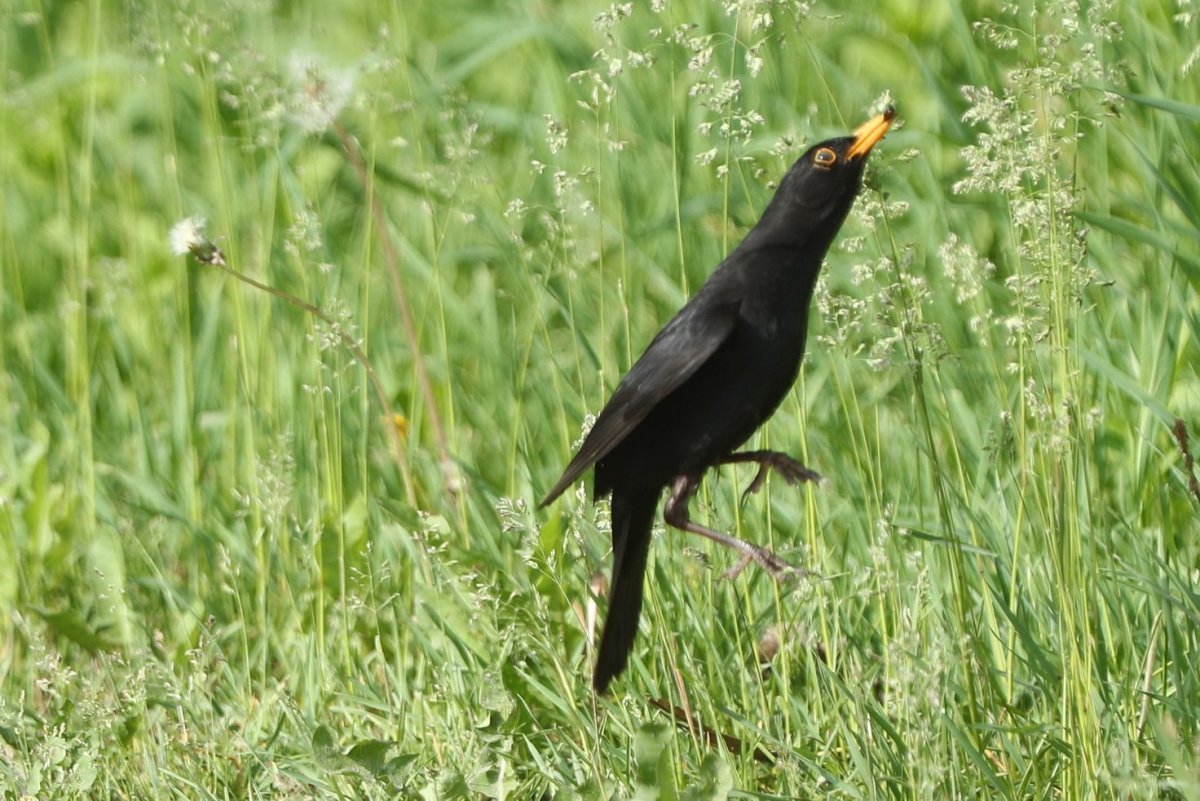 Дрозд на лугу