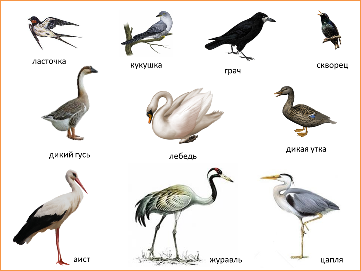 Перелет птиц