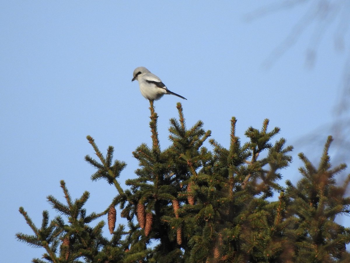 Сорокопуты