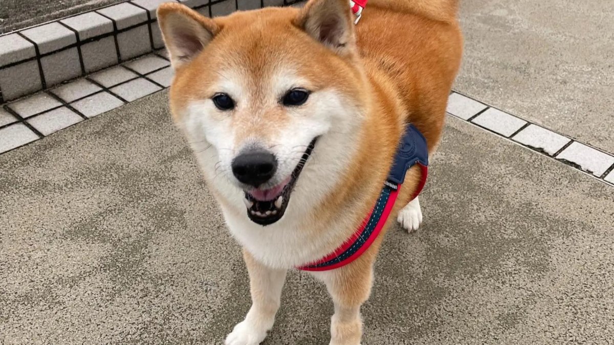 Сиба ину или Акита ину