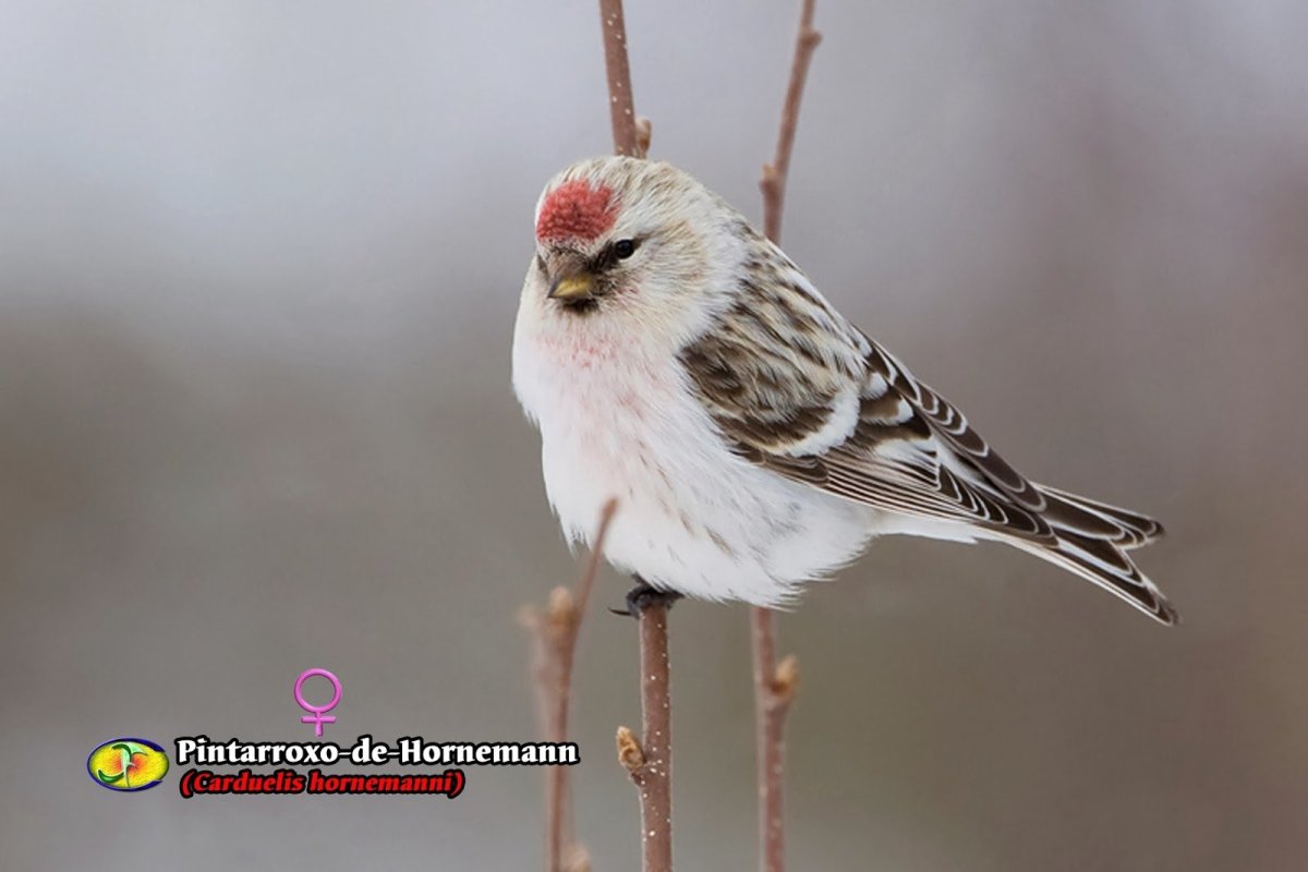 Тундровая чечетка