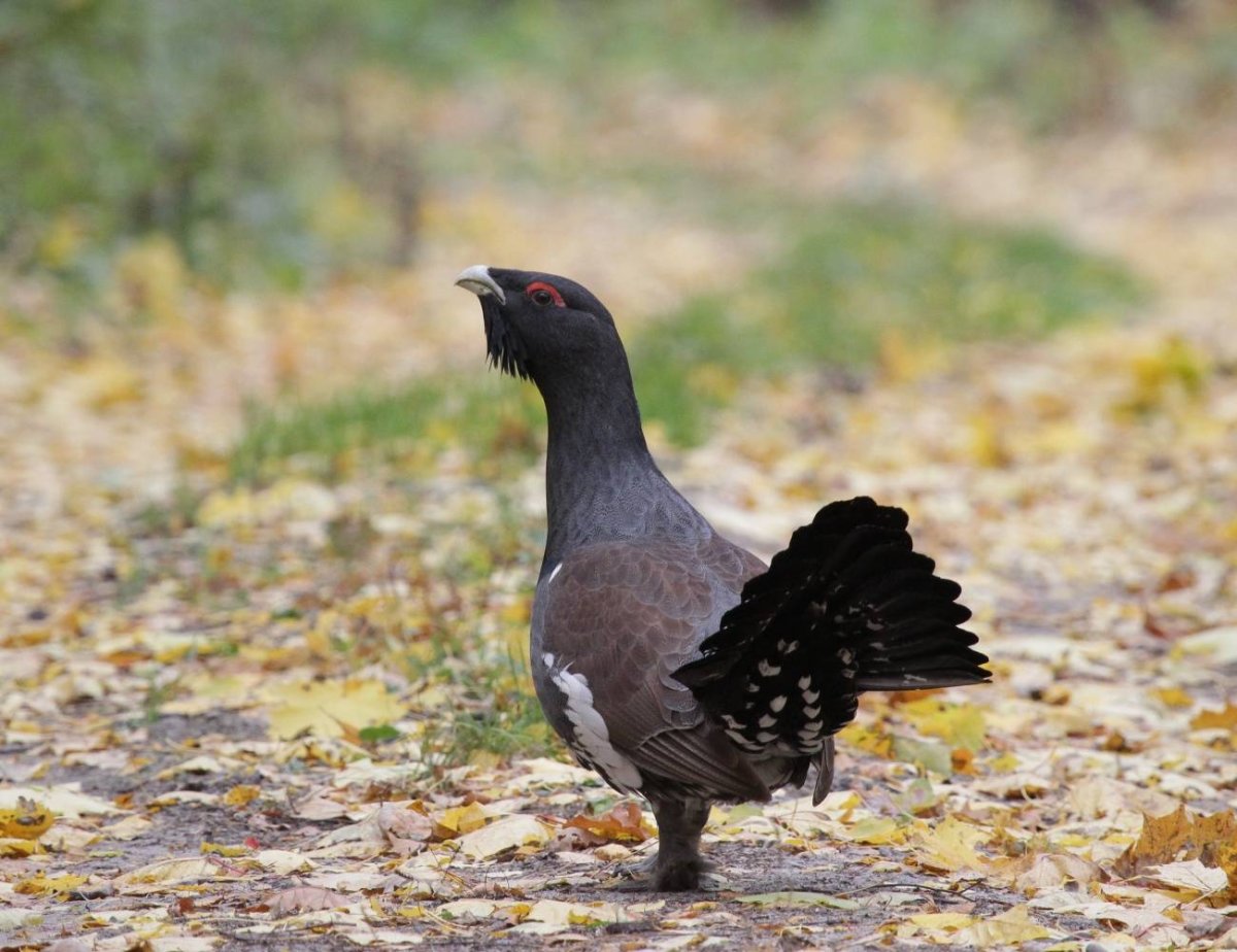 Птицы Мордовского заповедника