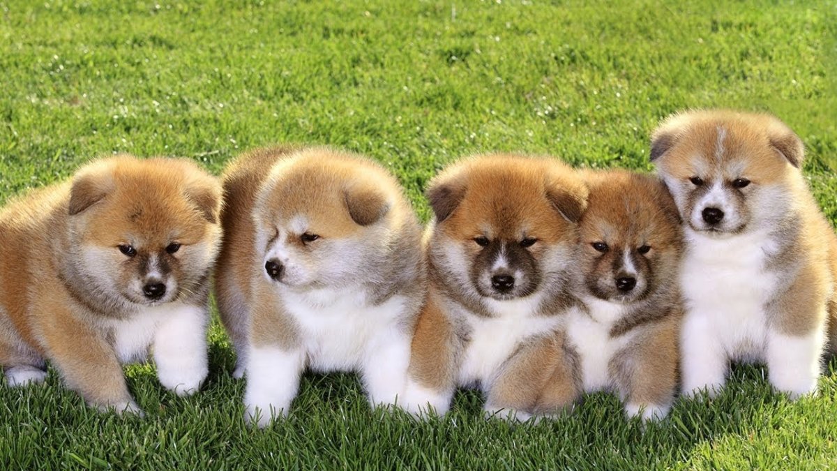 Китайская собака Акита ину