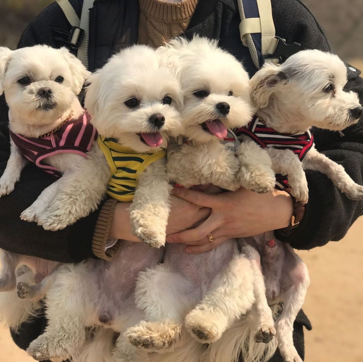 Корейские собаки маленькие