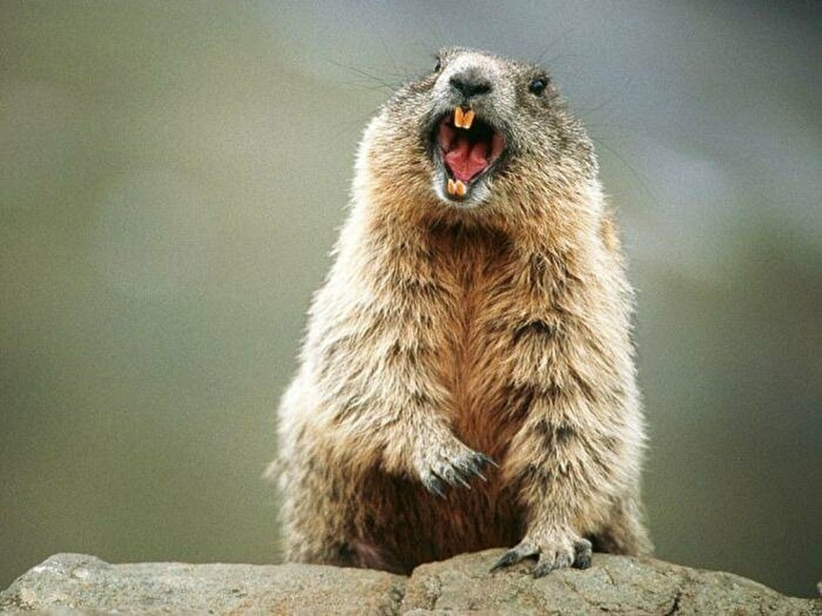 Суслик с зубами
