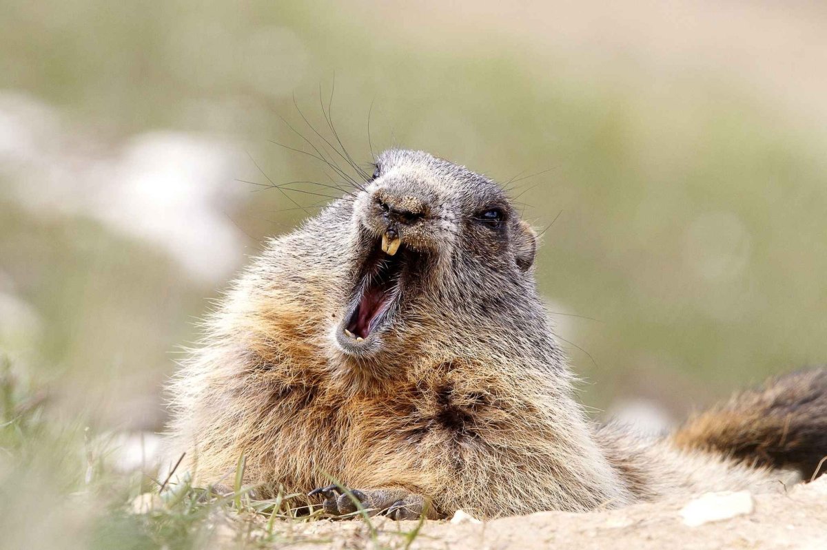 Сурок Свистун