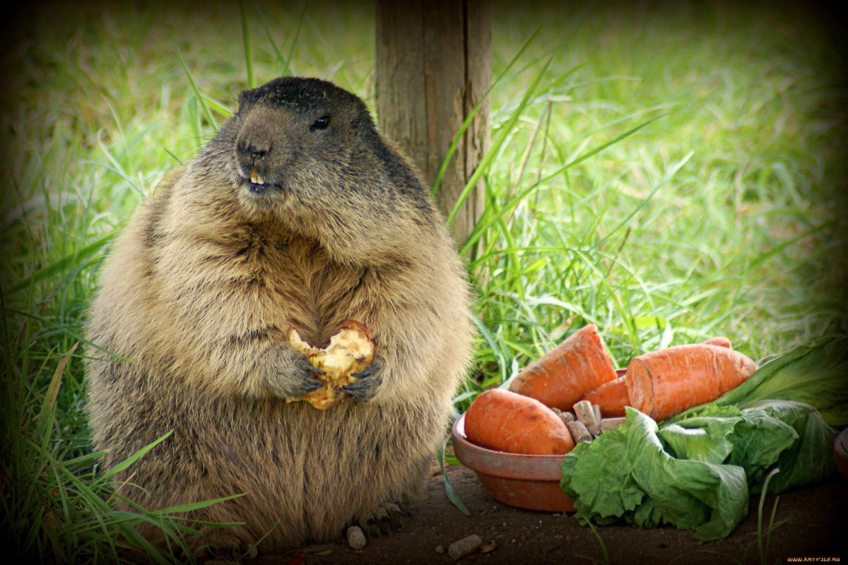 Суслик сурок бобер