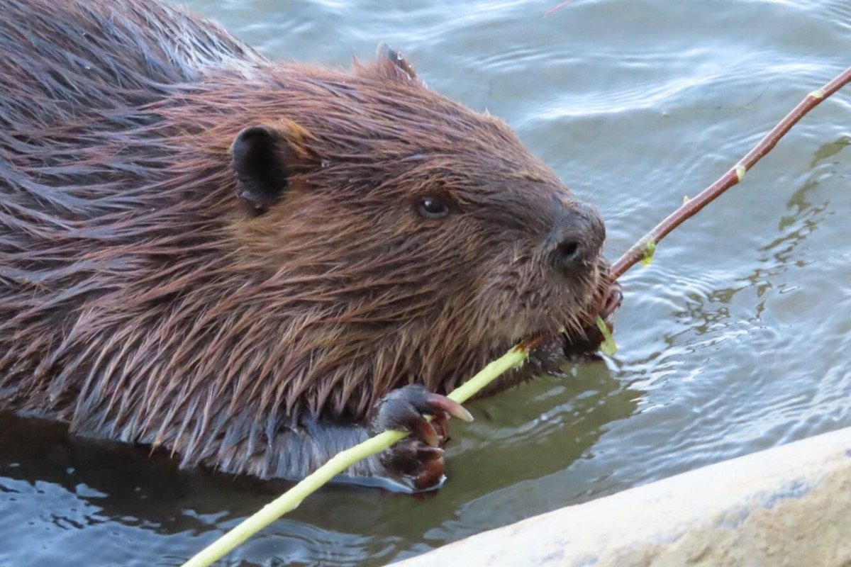 Бобровая плотина