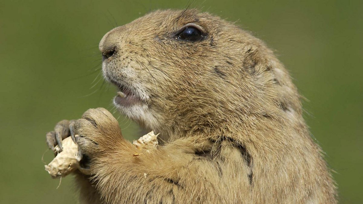 Суслик и сурок