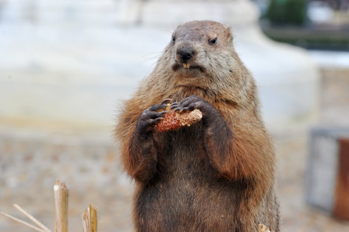 Сурок-Байбак кричит