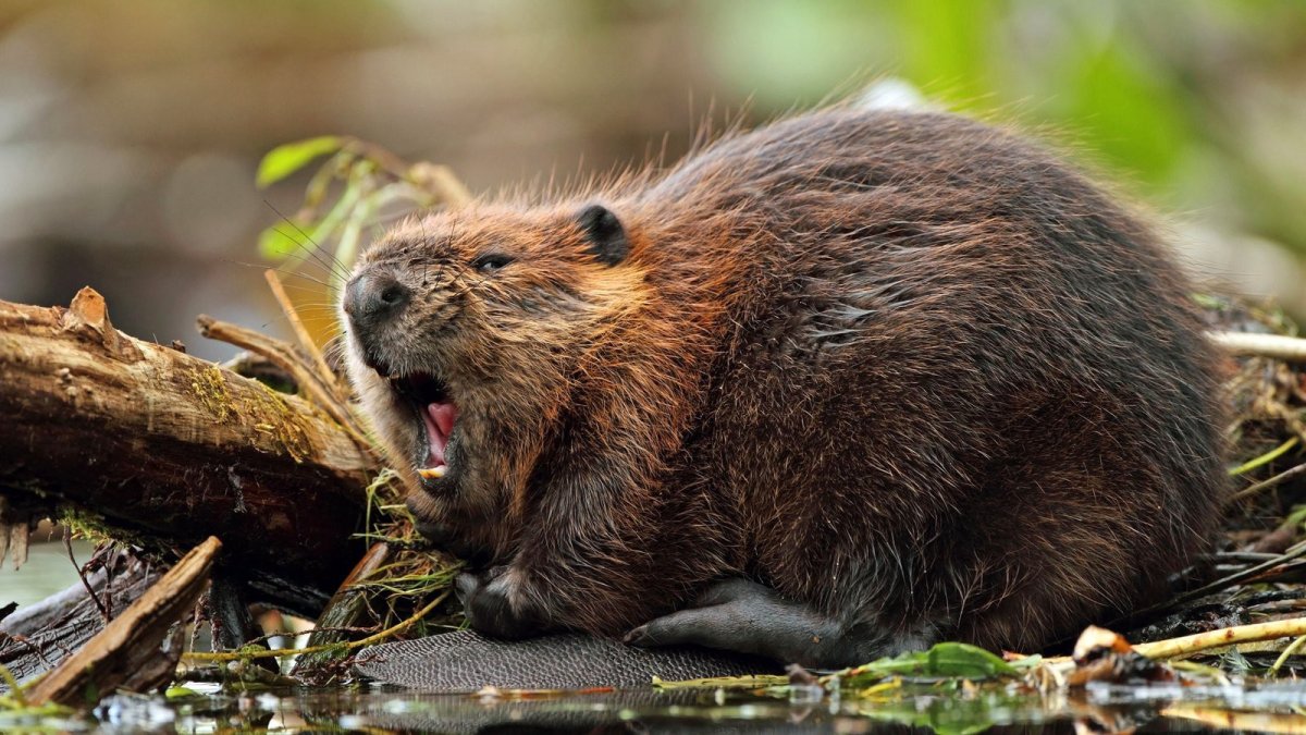 Западно Сибирский Речной Бобр