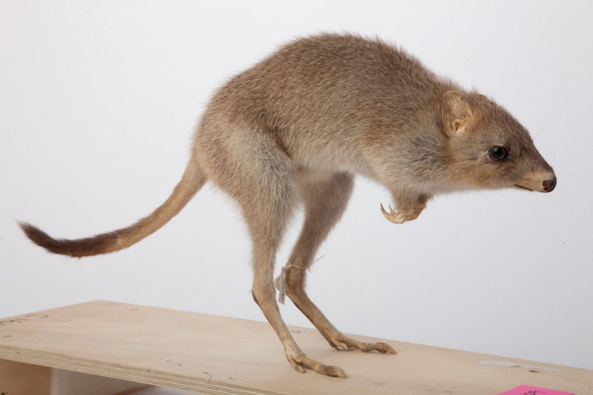 Кенгуровая крыса потору